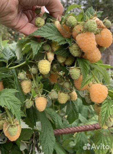 Саженцы малины