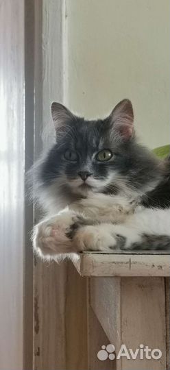Кошка в дар бесплатно