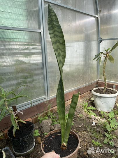 Сансевиерия