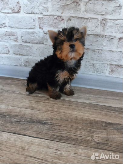 Йоркширский терьер