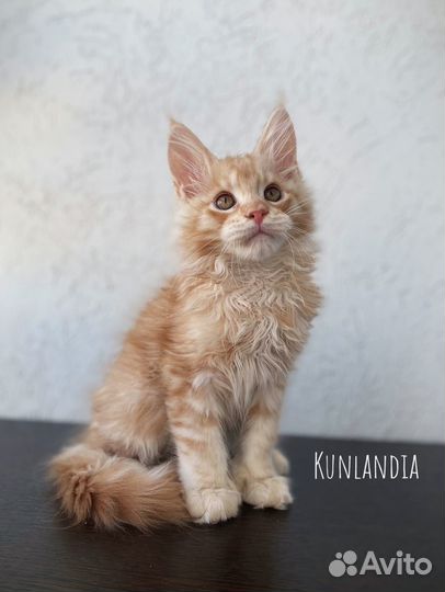 Котята мейн-кун