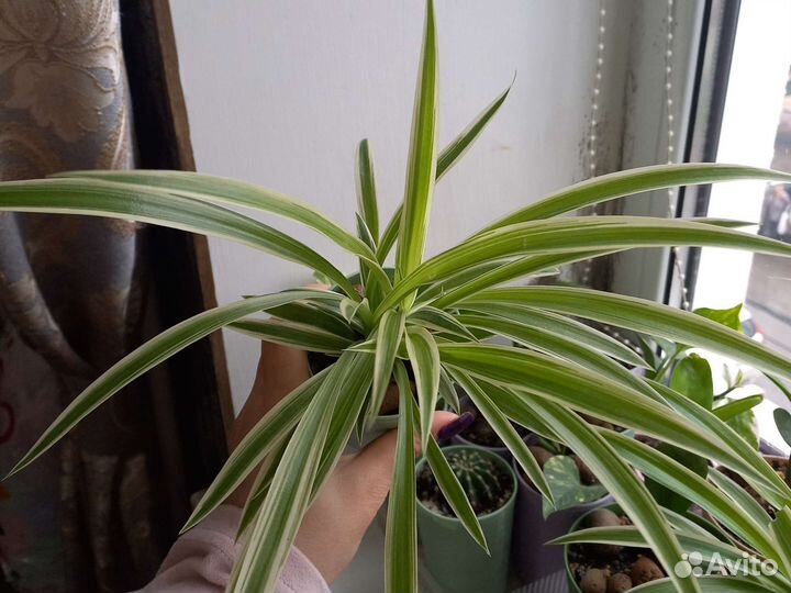 Хлорофитум