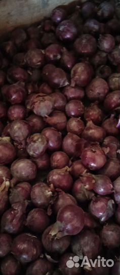 Лук репчатый