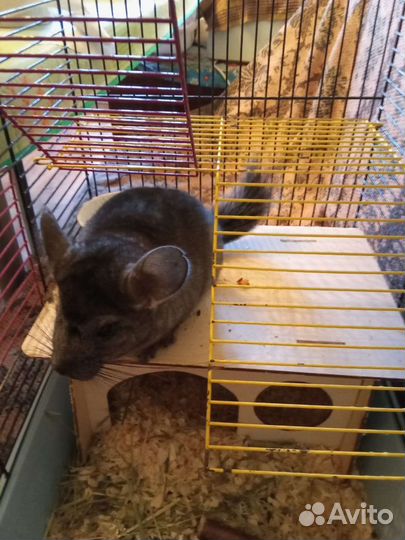 Шиншилла 3 мес