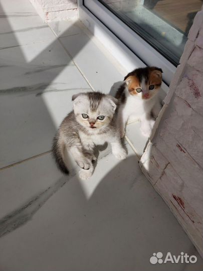 Шотландские котята