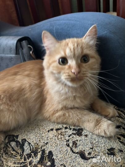 Кошки в добрые руки