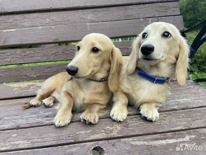 Щенки таксы кремовой (английский крем)