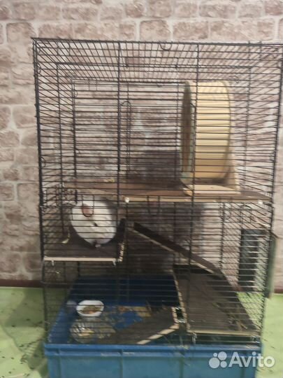 Шиншилла бело- розовая