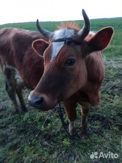 Продам Корова телёнка и бычок сена договорная