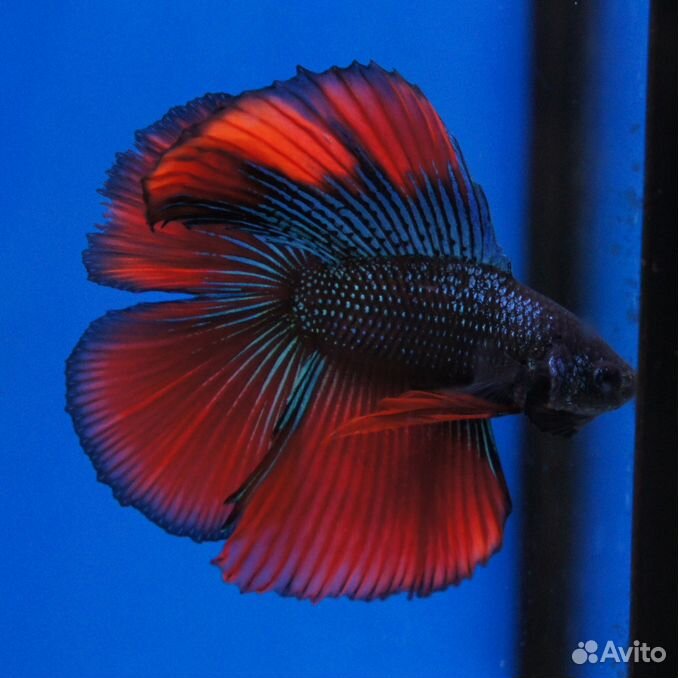 Рыбка Петушок (Betta Splendens) самцы и самки