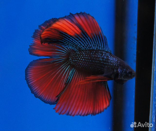 Рыбка Петушок (Betta Splendens) самцы и самки