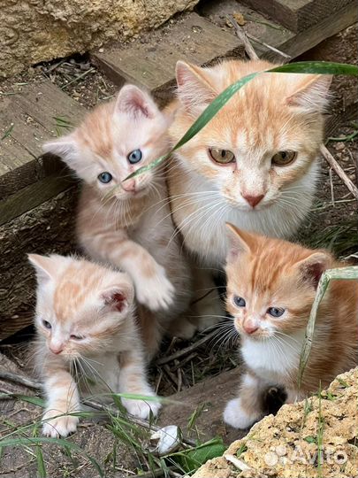 Рыжий котёнок