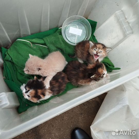 Котята в добрые руки