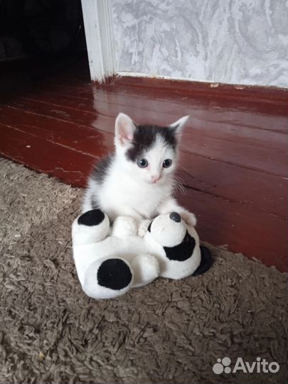 Мальчики ищут дом