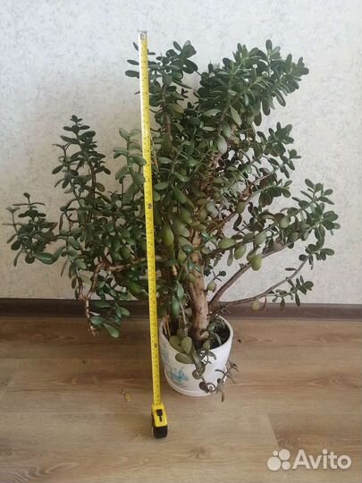 Толстянка