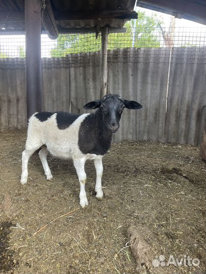 Баранчики дорпер