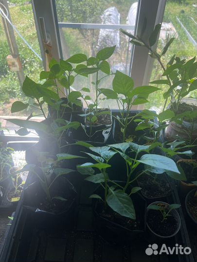 Рассада перца сладкого,помидоры чери, для теплица