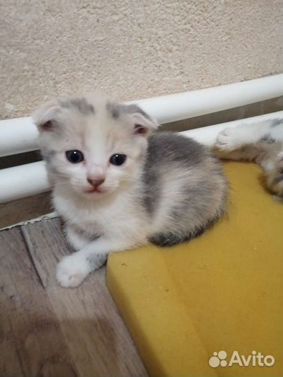 Вислоухие котята