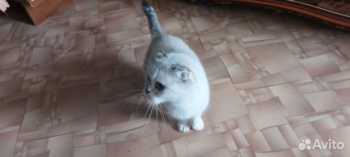 Шотландская вислоухая кошка бесплатно