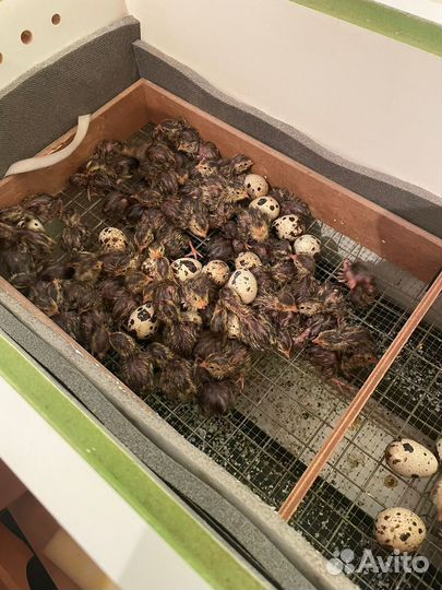 Перепела суточные