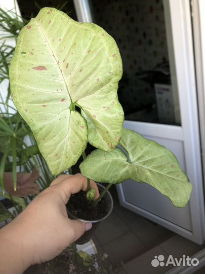 Сингониум конфетти