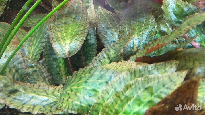 Криптокарина Нури