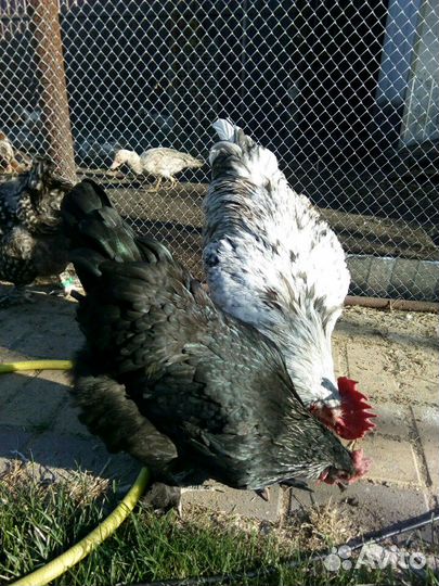 Продам петухов, селезней, семьи