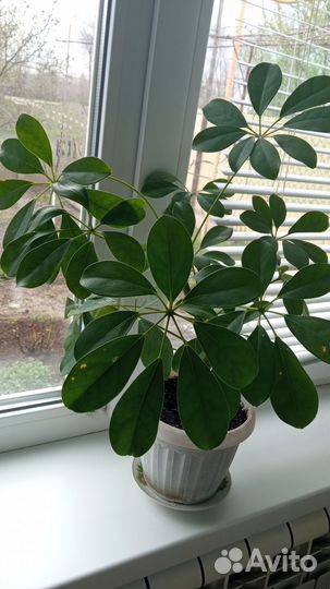 Комнатные цветы шеффлера