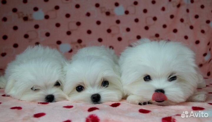 Мальтийская болонка.Щенки Мальтезе. РКФ