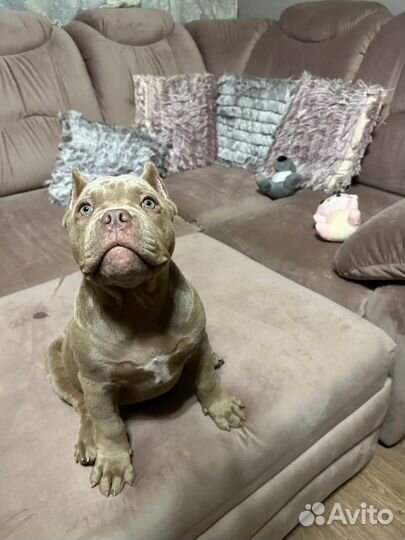 Щенок Американский Булли (Омск)