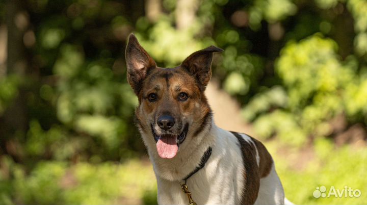 Собака в добрые руки