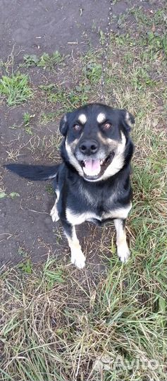 Отдам щенят