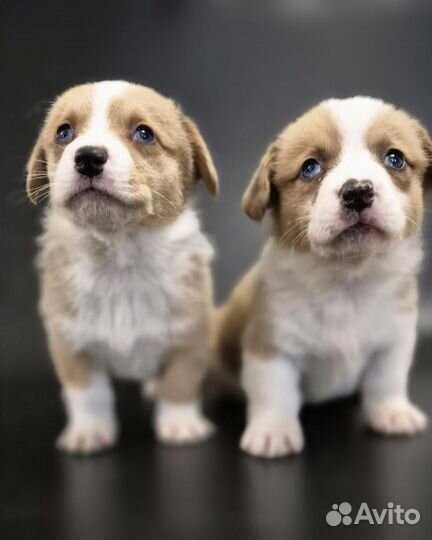 Кардиганы Рыжики