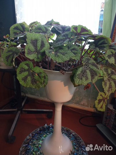 Бегония королевская