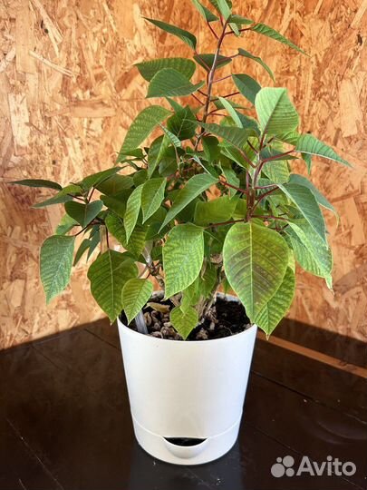 Пуансеттия рождественская звезда