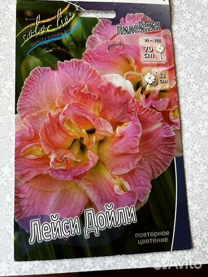 Лилейники