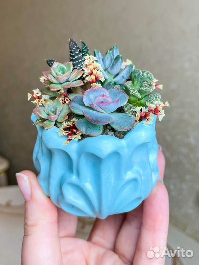 Минисадики с суккулентами. Грут