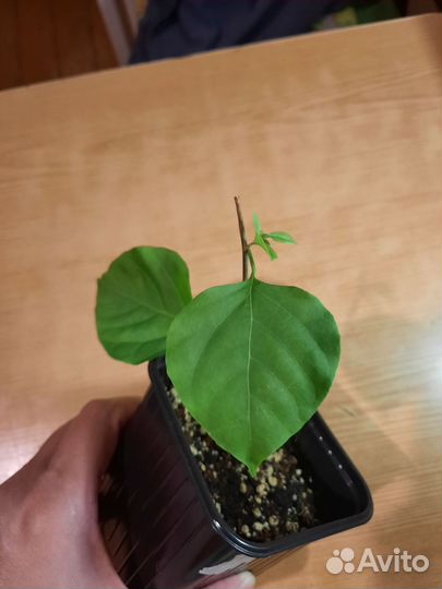 Бугенвилия