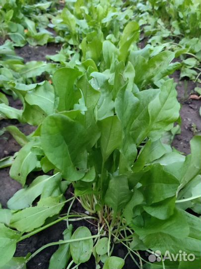 Свежие овощи и зелень из деревни