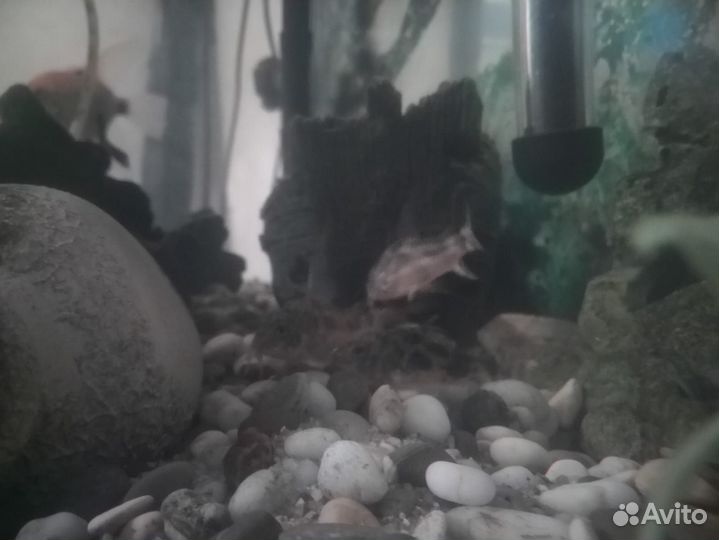 Аквариумные рыбки