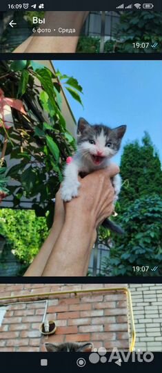 Кошки в добрые руки