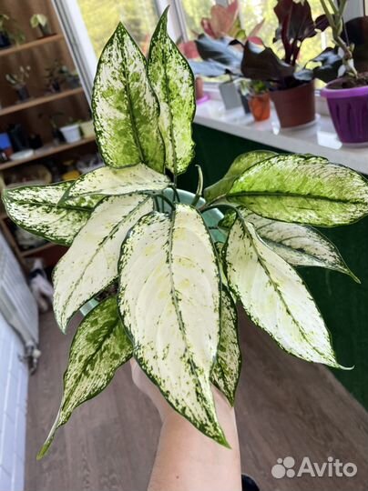 Аглаонема вайт мэт