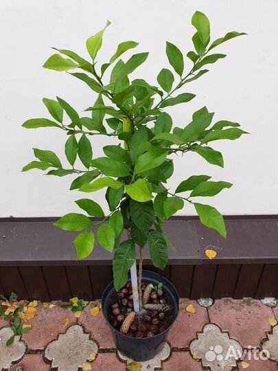 Лимон. Молочай