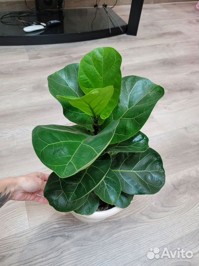 Фикус лировидный бамбино