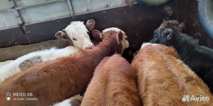 Герефорд, сименталл бычки