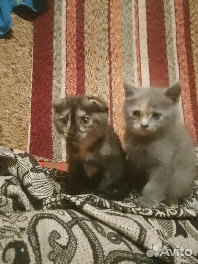 Кошки в добрые руки