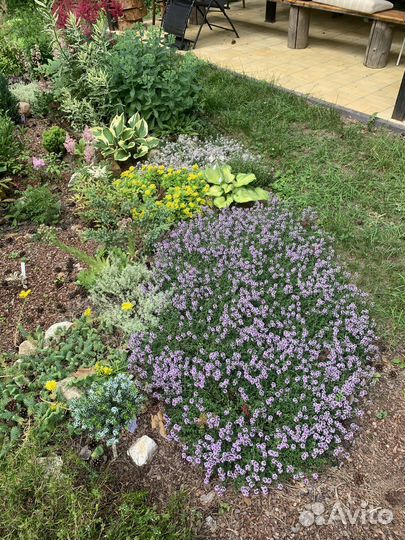 Тимьян 5 видов