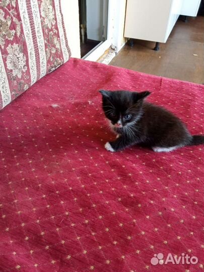 Котята в добрые руки бесплатно