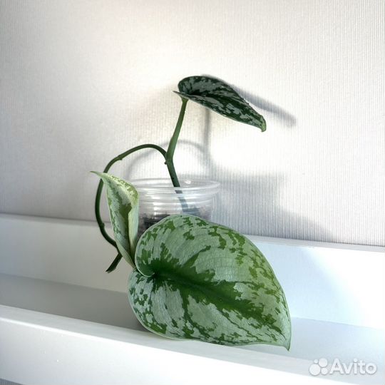 Сциндапсус пиктус треби