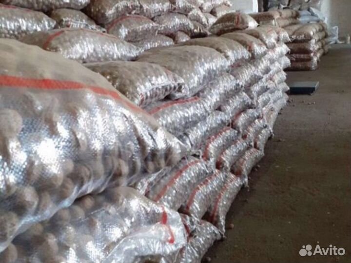 Грецкий орех